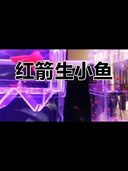 紅箭魚快生時的圖片