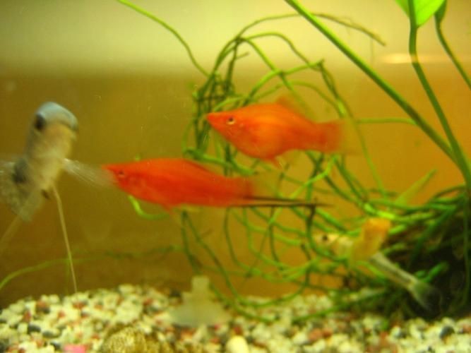 紅箭魚快生時的圖片