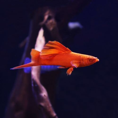 紅箭魚快生時的圖片