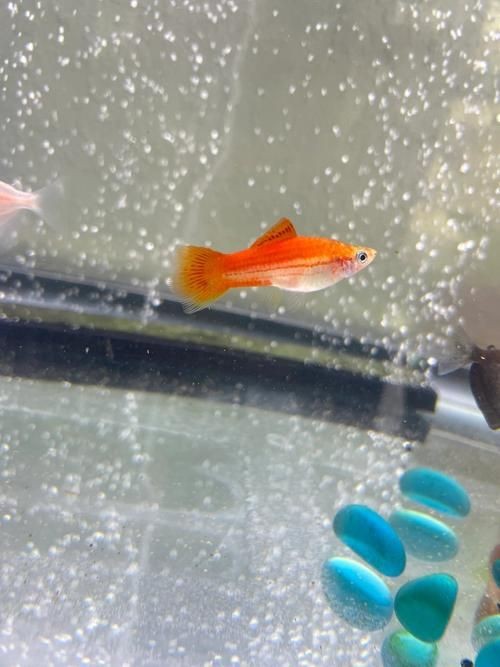 紅箭魚快生時的圖片