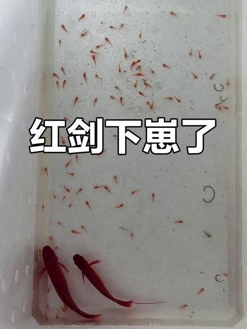 紅箭魚快生時的圖片