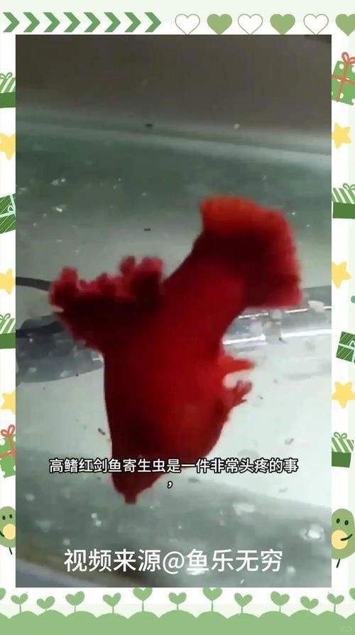 紅箭魚快生時的圖片