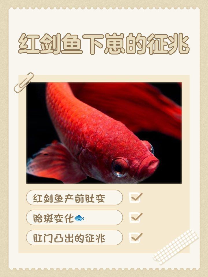 紅箭魚快生時的圖片