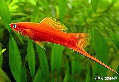 紅箭魚快生時的圖片