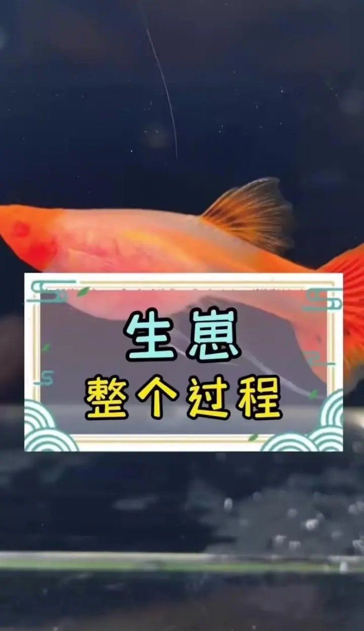 紅箭魚快生時的圖片