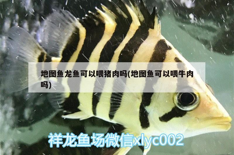 北京楊麗芳觀賞魚店