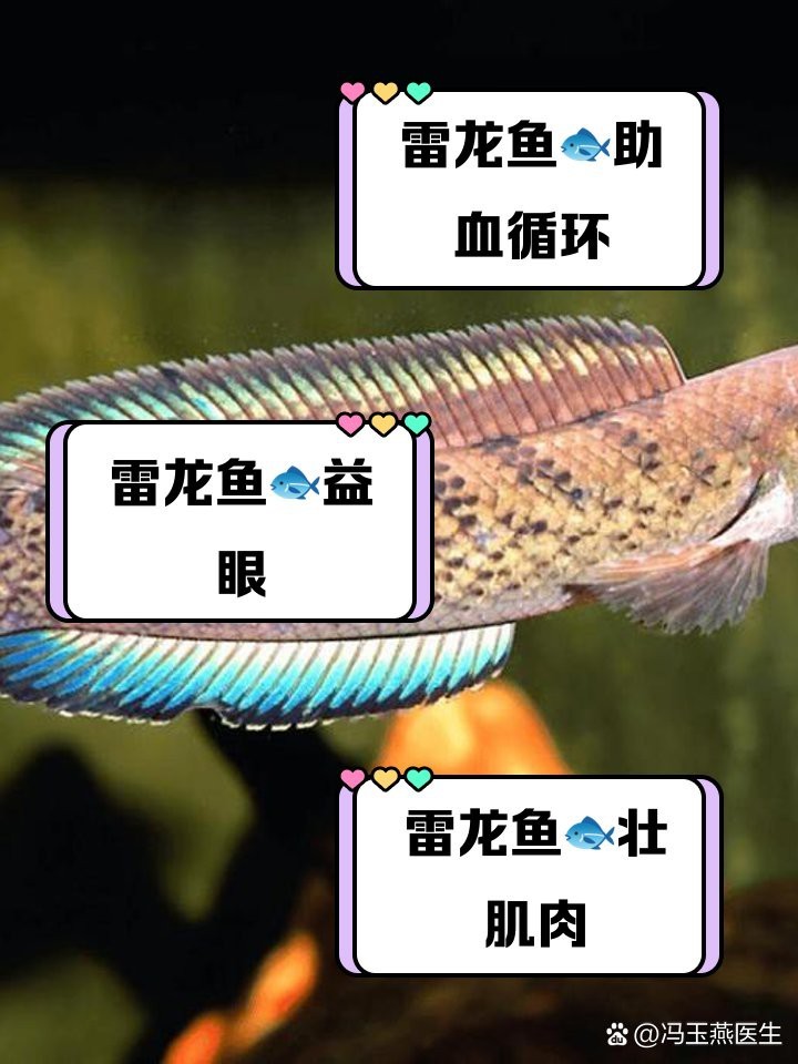 雷龍魚煲湯有哪些營養價值