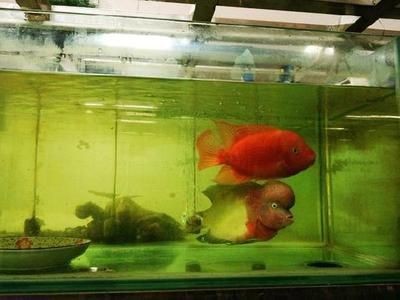 羅漢魚繁殖需要考慮到魚的生長空間和水質控制等因素：如何判斷羅漢魚的性別？ 羅漢魚繁殖需要考慮到魚的生長空間和水質控制等因素：如何判斷羅漢魚的性別？ 魚缸百科 第1張