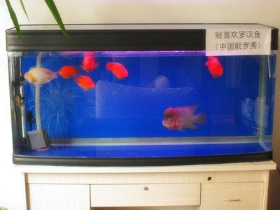 羅漢魚繁殖需要考慮到魚的生長空間和水質控制等因素：如何判斷羅漢魚的性別？ 羅漢魚繁殖需要考慮到魚的生長空間和水質控制等因素：如何判斷羅漢魚的性別？ 魚缸百科 第3張