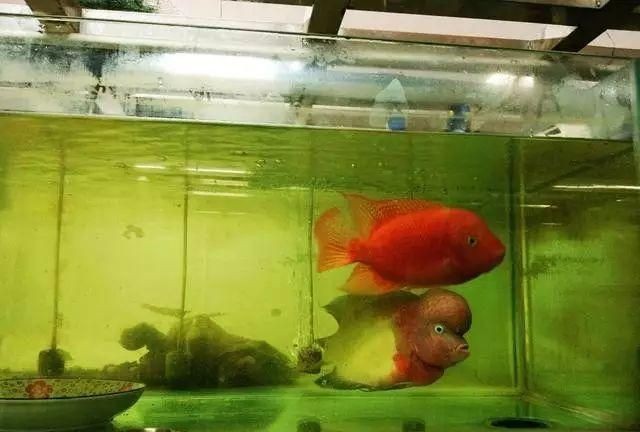 羅漢魚繁殖需要考慮到魚的生長空間和水質控制等因素：如何判斷羅漢魚的性別？ 羅漢魚繁殖需要考慮到魚的生長空間和水質控制等因素：如何判斷羅漢魚的性別？ 魚缸百科 第4張