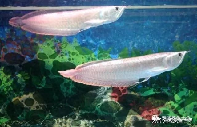 缸養龍魚的壽命是多久（缸養龍魚的壽命有多長龍魚的壽命有多長龍魚的壽命有多長）