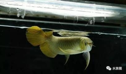 缸養龍魚的壽命是多久（缸養龍魚的壽命有多長龍魚的壽命有多長龍魚的壽命有多長）