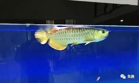 缸養龍魚的壽命是多久（缸養龍魚的壽命有多長龍魚的壽命有多長龍魚的壽命有多長）