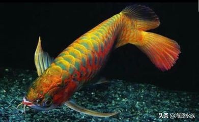龍魚(yú)幾天不吃東西了是怎么回事：龍魚(yú)幾天不吃東西可能由多種因素引起龍魚(yú)的健康問(wèn)題 龍魚(yú)幾天不吃東西了是怎么回事：龍魚(yú)幾天不吃東西可能由多種因素引起龍魚(yú)的健康問(wèn)題 龍魚(yú)百科 第1張