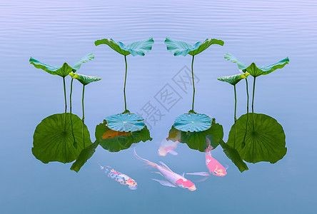 觀賞型魚缸圖片：觀賞型魚缸清潔維護技巧，魚缸尺寸與空間適配，魚缸選購指南
