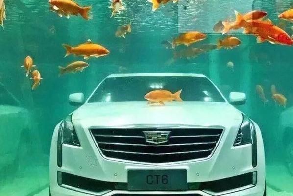 觀賞型魚缸圖片：觀賞型魚缸清潔維護技巧，魚缸尺寸與空間適配，魚缸選購指南
