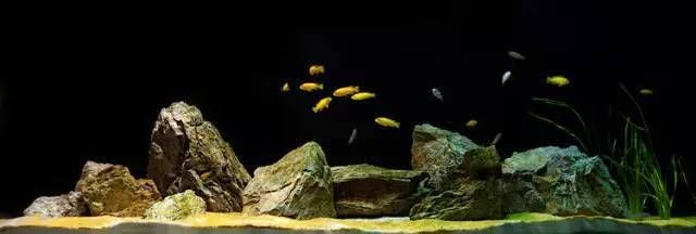 橄欖葉直接丟進魚缸嗎（橄欖葉在魚缸中應用的詳細信息是關于橄欖葉在魚缸中的應用）