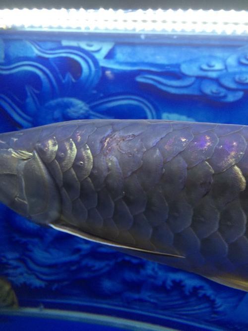 金龍魚鱗片疾病有哪些圖片