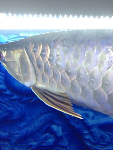 金龍魚鱗片疾病有哪些圖片