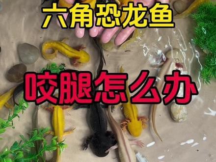 小恐龍魚長什么樣子圖片視頻