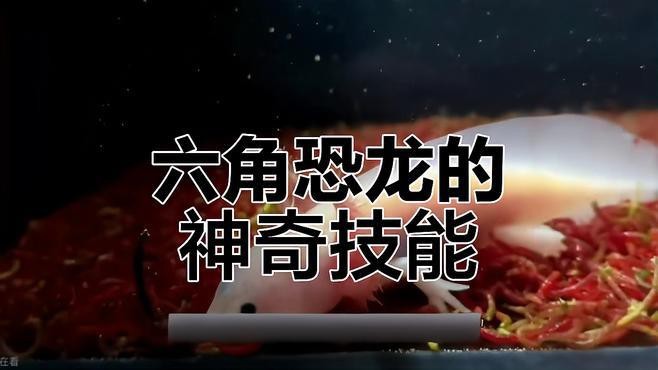 小恐龍魚長什么樣子圖片視頻
