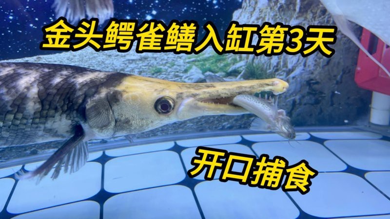 小恐龍魚長什么樣子圖片視頻