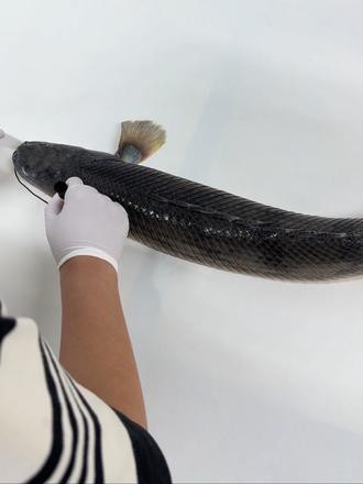 小恐龍魚長什么樣子圖片視頻