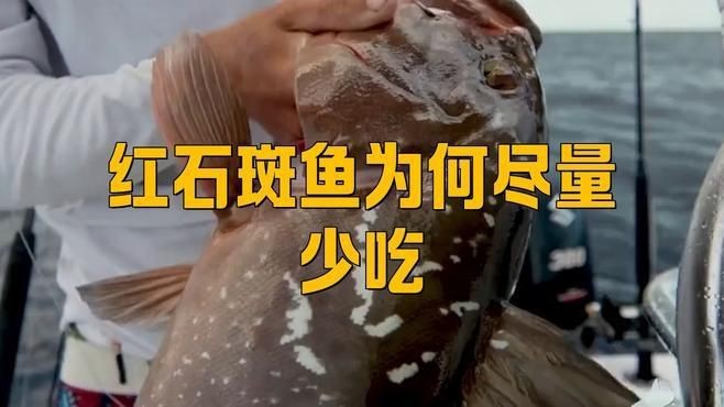 紅石斑魚為何盡量少吃