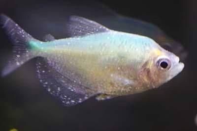 龍魚(yú)頭上長(zhǎng)白點(diǎn)是什么病：龍魚(yú)頭上出現(xiàn)白點(diǎn)是什么病 龍魚(yú)頭上長(zhǎng)白點(diǎn)是什么病：龍魚(yú)頭上出現(xiàn)白點(diǎn)是什么病 龍魚(yú)百科 第1張