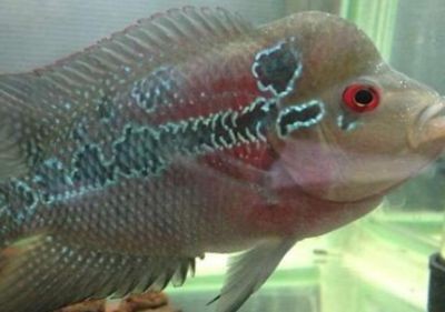龍魚(yú)頭上長(zhǎng)白點(diǎn)是什么病：龍魚(yú)頭上出現(xiàn)白點(diǎn)是什么病 龍魚(yú)頭上長(zhǎng)白點(diǎn)是什么病：龍魚(yú)頭上出現(xiàn)白點(diǎn)是什么病 龍魚(yú)百科 第3張
