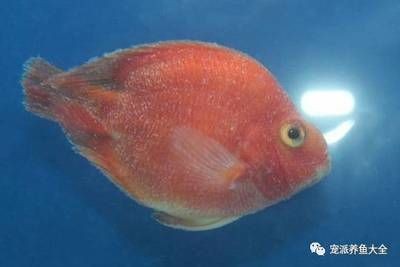 龍魚(yú)頭上長(zhǎng)白點(diǎn)是什么病：龍魚(yú)頭上出現(xiàn)白點(diǎn)是什么病 龍魚(yú)頭上長(zhǎng)白點(diǎn)是什么病：龍魚(yú)頭上出現(xiàn)白點(diǎn)是什么病 龍魚(yú)百科 第2張
