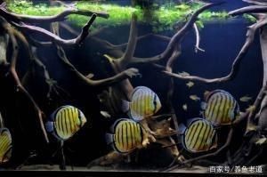 魚缸棉絮狀物最怕三個(gè)東西：魚缸棉絮狀物最怕的三個(gè)東西
