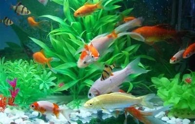 魚缸棉絮狀物最怕三個(gè)東西：魚缸棉絮狀物最怕的三個(gè)東西