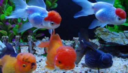 魚缸棉絮狀物最怕三個(gè)東西：魚缸棉絮狀物最怕的三個(gè)東西