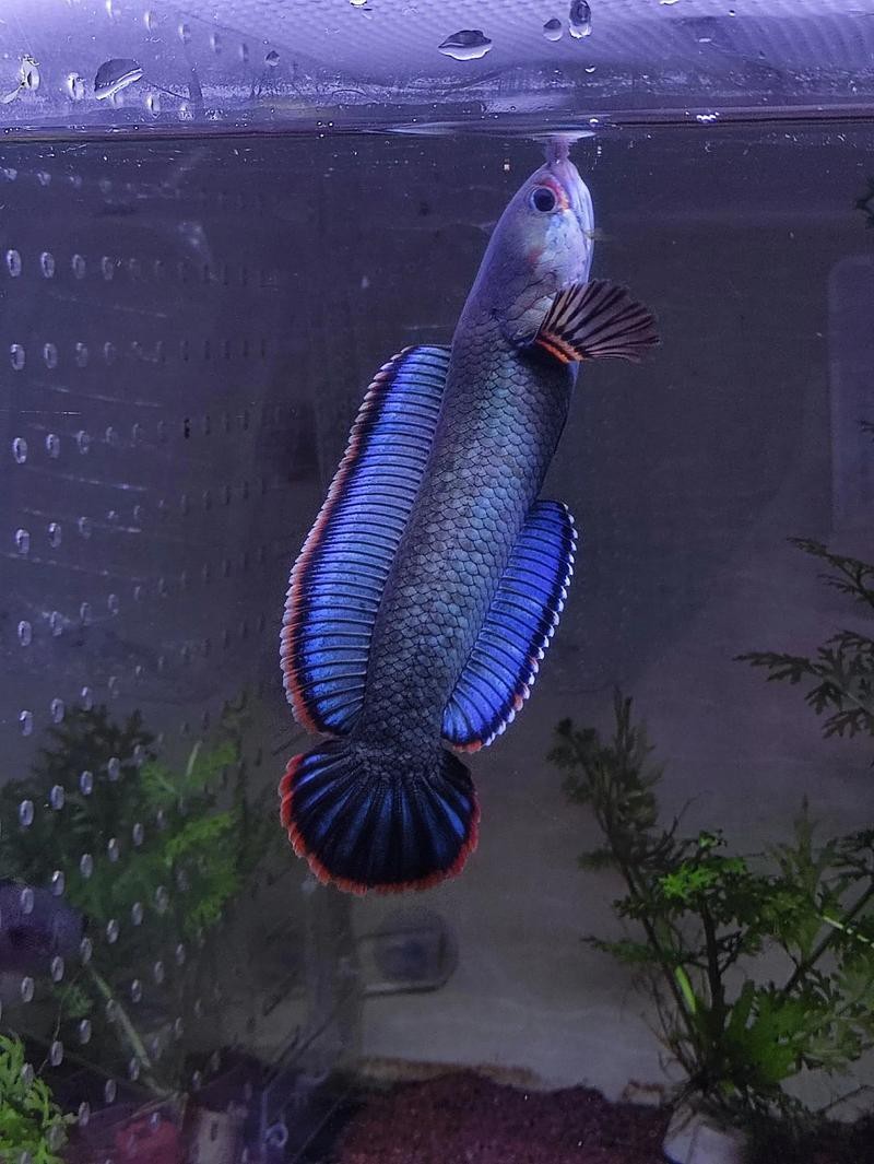 最好的龍魚(yú)燈是哪種