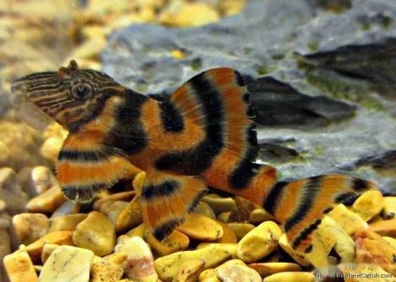 紅老虎魚的飼養方法：紅老虎魚的觀賞魚缸設計指南，紅老虎魚的飼養技巧 紅老虎魚的飼養方法：紅老虎魚的觀賞魚缸設計指南，紅老虎魚的飼養技巧 魚缸百科 第2張