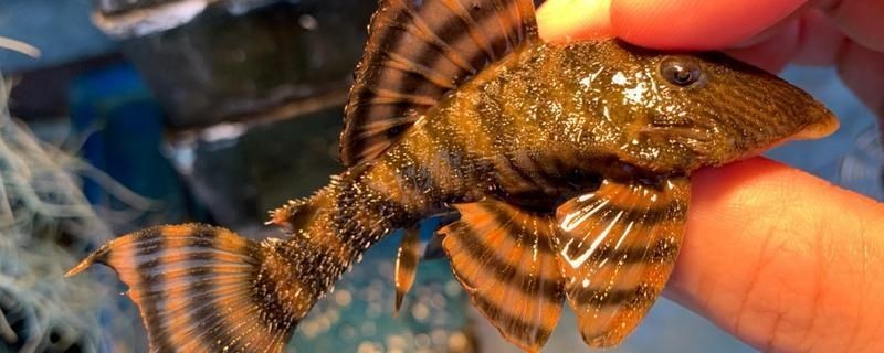 紅老虎魚的飼養方法:紅老虎魚的觀賞魚缸設計指南,紅老虎魚的飼養技巧 魚缸百科 第1張 紅老虎魚的飼養方法:紅老虎魚的觀賞魚缸設計指南,紅老虎魚的飼養技巧 紅老虎魚的飼養方法:紅老虎魚的觀賞魚缸設計指南,紅老虎魚的飼養技巧 魚缸百科 第1張