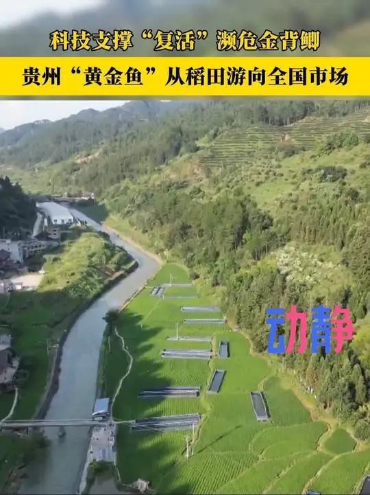 金崗魚場有哪些特色品種？