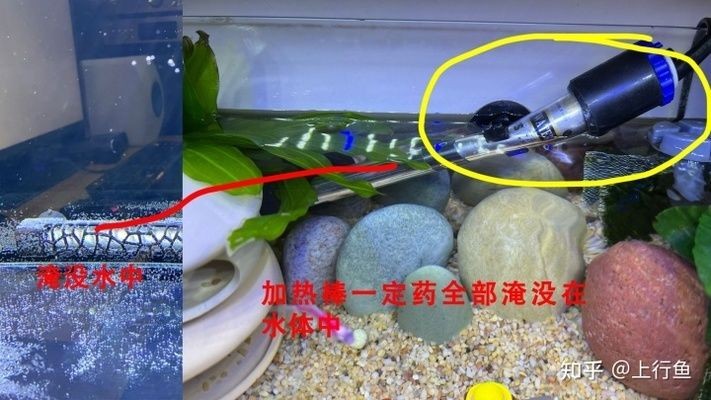 魚缸加熱棒的安全隱患魚缸安全隱患魚缸加熱棒的安全隱患：魚缸加熱棒的安全隱患