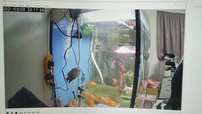 魚缸加熱棒的安全隱患魚缸安全隱患魚缸加熱棒的安全隱患：魚缸加熱棒的安全隱患