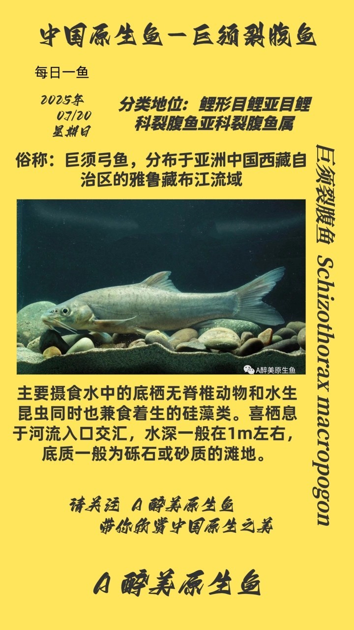 巨須裂腹魚