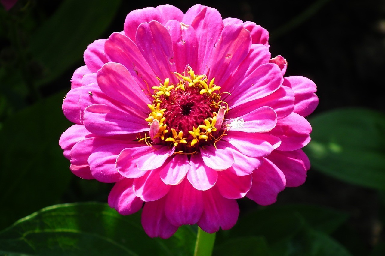 鄭州芳怡花卉有限公司（鄭州芳怡花卉有限公司怎么樣） 鄭州芳怡花卉有限公司（鄭州芳怡花卉有限公司怎么樣） 全國水族館企業名錄 第2張