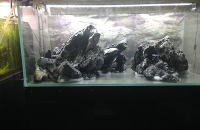 龜紋石可以放魚缸嗎（臨沂龜紋石盆景批發(fā)龜紋石盆景批發(fā)龜紋石盆景批發(fā)）