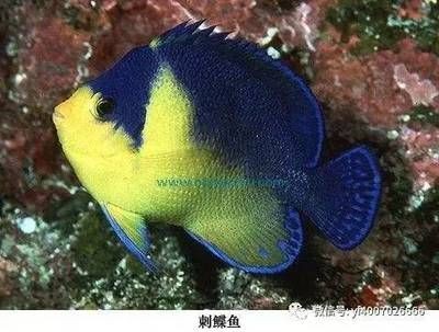 火箭魚和龍魚混養好嗎：火箭魚和龍魚可以混養嗎