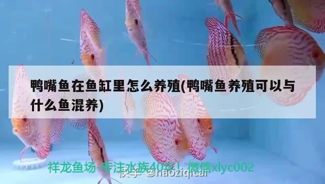 負壓魚缸是什么意思圖片，負壓魚缸與普通魚缸對比負壓魚缸的安全隱患
