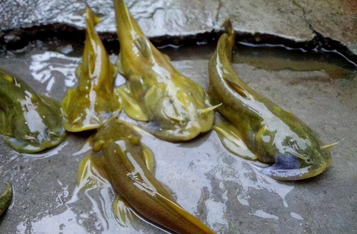 石爬子魚多少錢一斤