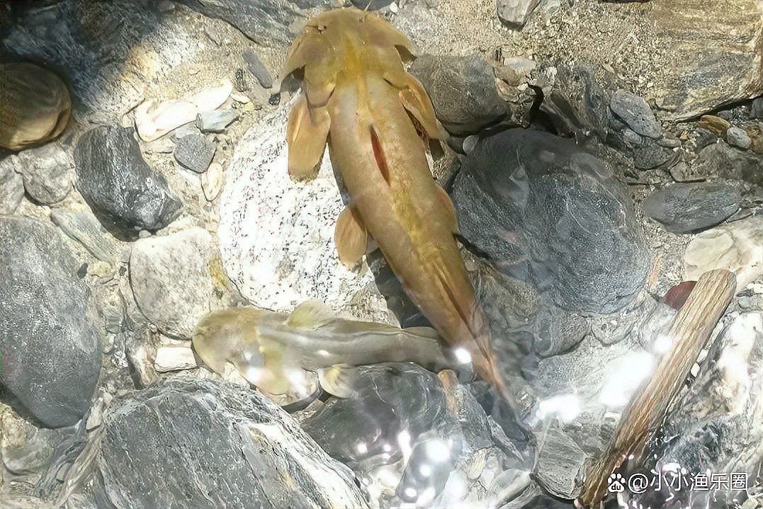 石爬子魚多少錢一斤