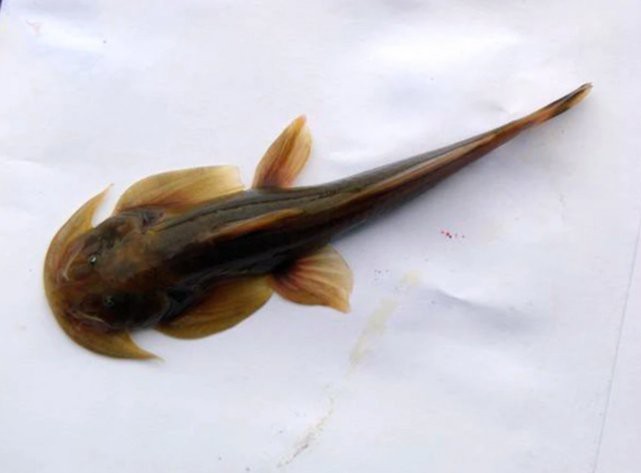 石爬子魚多少錢一斤