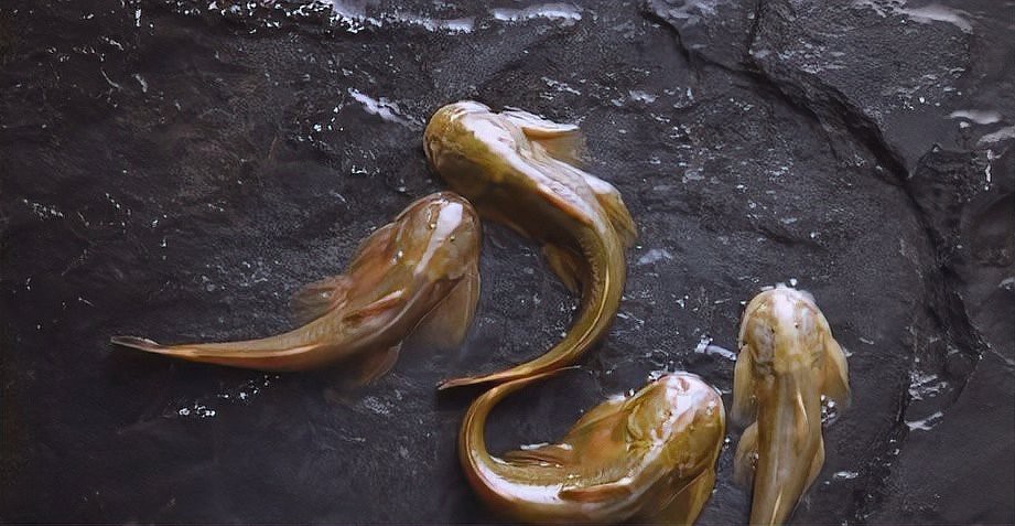 石爬子魚多少錢一斤