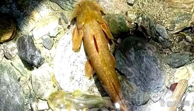 石爬子魚多少錢一斤